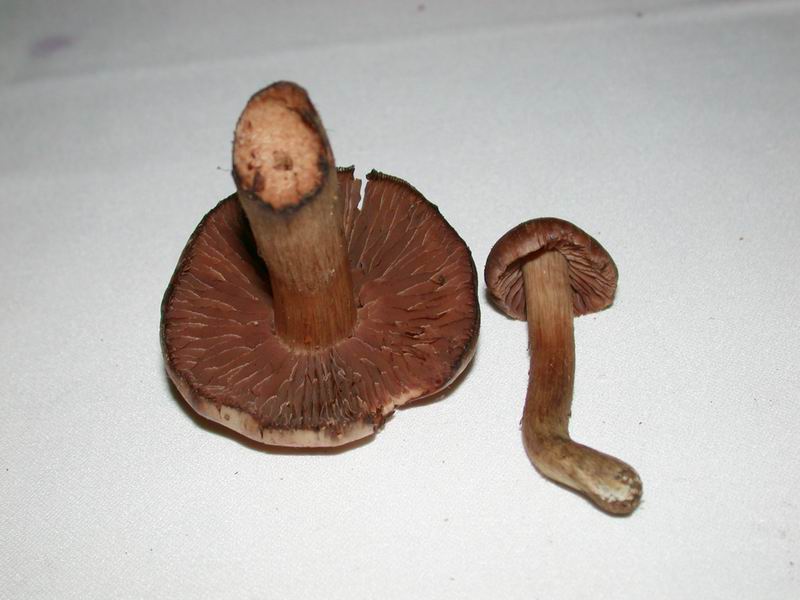 Un fungo particolare......